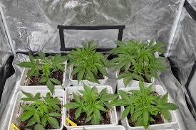 Exploring the Best Options for Cannabis Seeds NY