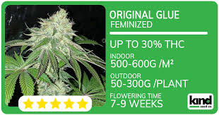 Exploring the Best Options for Cannabis Seeds NY